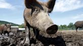 America's got a $2.5 billion wild hog problem. These states see the worst of it.