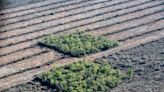 Tierra arrasada y especies en riesgo: viaje a la zona cero de la deforestación en la Argentina