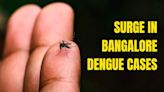 Bengaluru Dengue Surge: City Reports Nearly 300 Cases in 24 Hours, Crosses 3,000 Mark This Year