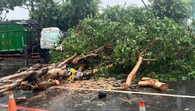 颱風天上班遇死劫 路樹倒塌壓死女看護…家屬悲痛