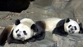 How might one get pandas to mate? Try leg workouts.