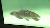 Efforts intensify to protect Lowcountry sea turtles as nesting season approaches