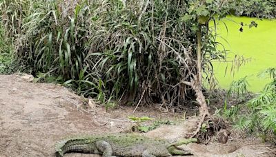 Costa Rica se despide de sus zoológicos estatales tras una década de litigios