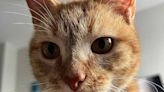 Cala, the ‘I Go Meow’ Cat, Has Died of 'Old Age'