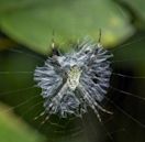 Argiope (spider)
