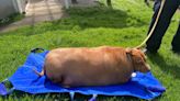 Woman jailed after morbidly obese pet dog dies