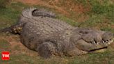 The unique story of world’s oldest crocodile who had 6 wives and fathered 10,000 babies | - Times of India