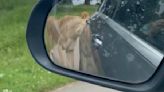 Shocking moment a troublemaker lion punctures multiple holes in car