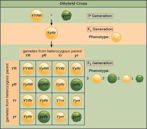 Dihybrid cross