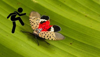 Alert: New Jersey's Spotted Lanternfly Season Approaches