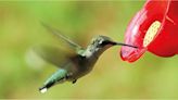 Alimentos prohibidos para los colibríes: Lo que no debes darles y por qué
