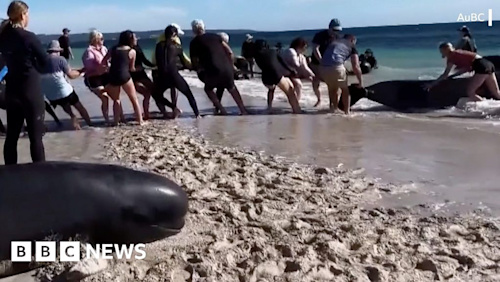 Australia: Rescuers rush to get stranded whales into the sea