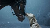 Budweiser Brings Clydesdales Back to Super Bowl for New National Ad