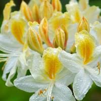 Sarah Browning: Rhododendrons bring pop of color