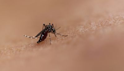 Health officials issue alert after dengue fever case reported in Pasco County