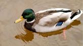 Coastal North Carolina neighborhood getting overrun by ducks