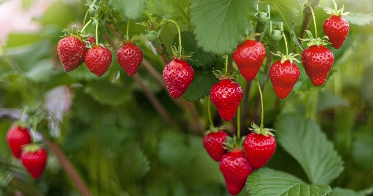 Grow tons of strawberries for free using item you already have