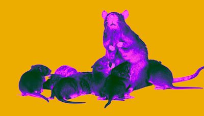 Scientists Intrigued by Drug That Extended Lifespans of Mice While Keeping Them Young-Looking