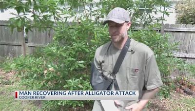 Man recovering after Cooper River alligator attack