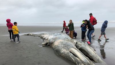 Dead 40-foot whale found decomposing on beach likely died by ‘vessel strike’