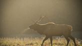 Word from the Smokies: Elk Fest returns as herd enters 21st rut season