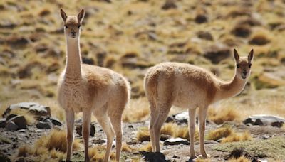 Claves para visitar el Parque Nacional San Guillermo y sus paisajes de alta montaña en San Juan