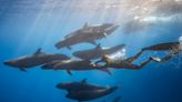 Remarkable video showed a false killer whale twirling and 'twerking' in front of divers. The species is known to socialize with humans, even bringing them large fish.