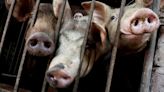 African swine fever outbreaks spreading in Vietnam, government says