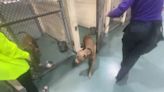 Miami-Dade Animal Services addresses concerns about Medley shelter dogs without AC