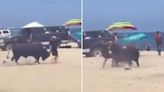 Moment tourist is gored by bull on beach as she tries to pack up towels