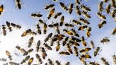 5 Million Bees Fall from Truck Near Toronto, Forcing Locals to Evade Swarms: ‘Quite the Scene’