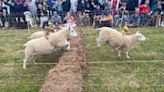 Visitors flock to annual Sark sheep race