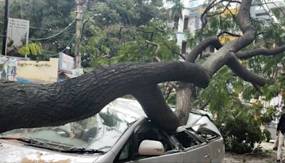 Four injured as trees and branches fall due to rain and high-speed winds