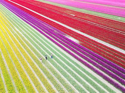 Tulpenmeer bei Gifhorn: Am Sonntag geht es in die Blumen