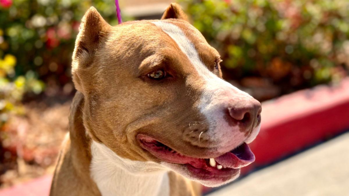 Pit bull found wandering around near Line Fire in Beaumont is up for adoption