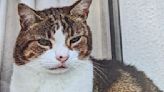 Appeal for lost cat - have you seen Brownie? - Donegal Daily