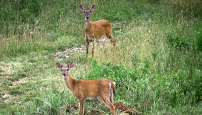 Deadline to apply for an antlerless deer permit is almost here