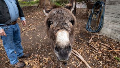 'Irresponsible': Palo Alto gives $10K to local 'Shrek' donkey