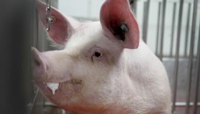 Meet some of the world's cleanest pigs, raised to grow kidneys and hearts for humans