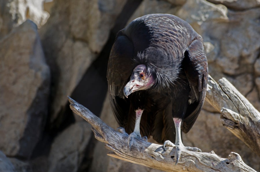 Critically endangered condor poached in Colorado, officials looking for information