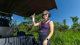 Gator gazing with WGNO’s Amy Russo as she drives an airboat through Lafourche Parish