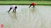 Govt aims to cover 25pc of kharif paddy area with climate-resilient seeds - The Economic Times