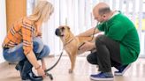 Kidney Enlargement in Dogs: Symptoms, Causes, Treatments