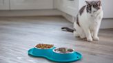 How Long Can a Cat Go Without Eating? Veterinarians Answer