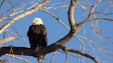 Bald eagle found dead after neighbor reports gunshot, Missouri officials say