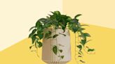 This New Bioengineered Pothos Plant Is Designed to Clean Indoor Air