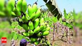 Revival of Nanjangud Rasabale Cultivation | Mysuru News - Times of India