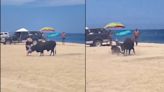 VIDEO: Toro embiste a una mujer en playa de Los Cabos, Baja California Sur