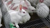 Bay Area animal rescues urge public to hold off on adopting bunnies as Easter arrives