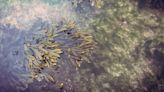El alga asiática ahoga a la Costa Tropical de Granada